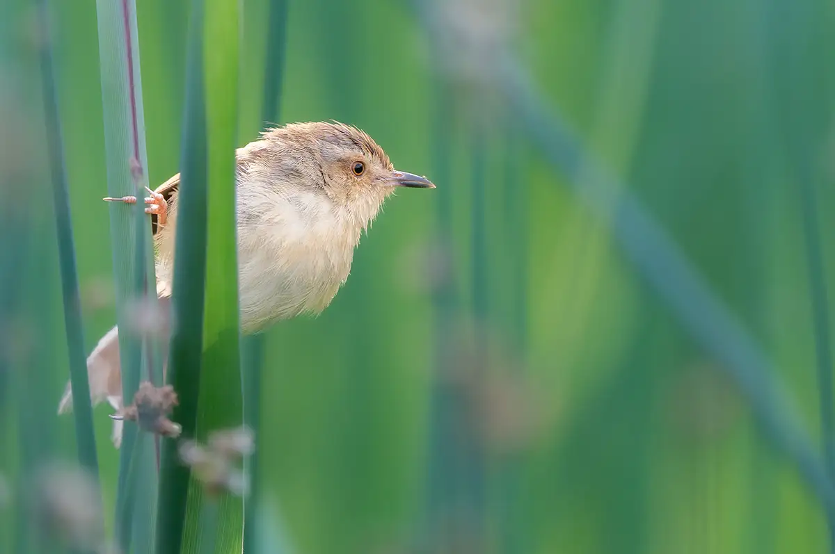 纯色山鹪莺